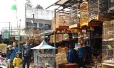 Pasar Legend di Kota Bandung Ini, Tempat Favorit Pecinta Burung