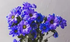 Manfaat Bunga Blue Tansy agar Rambut Berkilau dan Ternutrisi