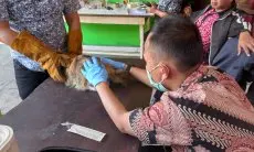Antisipasi Penyebaran Flu Burung dan Rabies, Dispangtan Kota Cimahi Siapkan 1.600 Dosis Vaksin Gratis