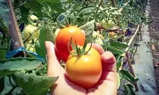 Harga Menginjak Rp 700 per Kilogram, Petani di KBB Pilih Tak Memanen Tomat