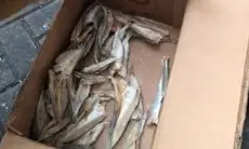 12 Kilogram Ganja Diselundupkan Lewat Ikan Asin di Tanah Abang