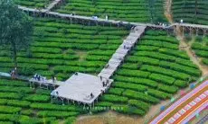 Gunung Mas Puncak: ‘Surga’ Tersembunyi Bagi Pencinta Alam dan Petualang, Nikmati Keindahan Kebun Teh dan Ragam Aktivitas Seru