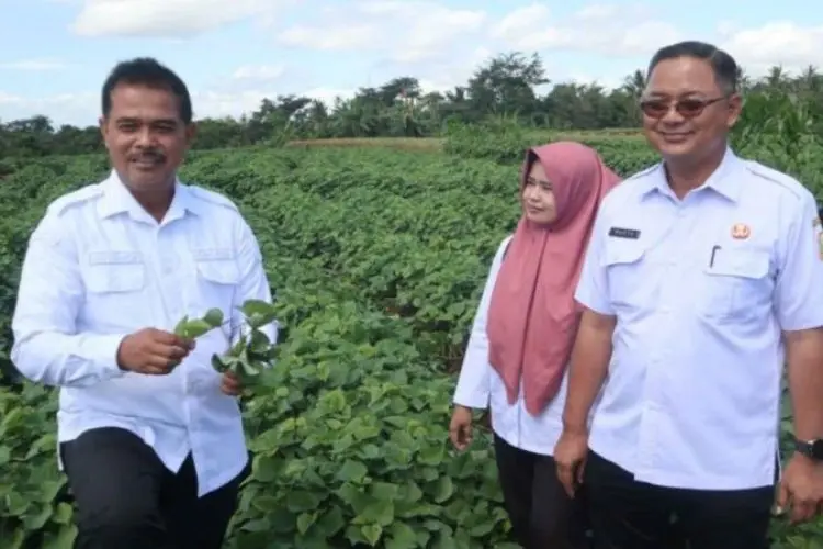 Penuhi Pasar Domestik dan Ekspor, Pemkab Kuningan Genjot Produksi Ubi Jalar