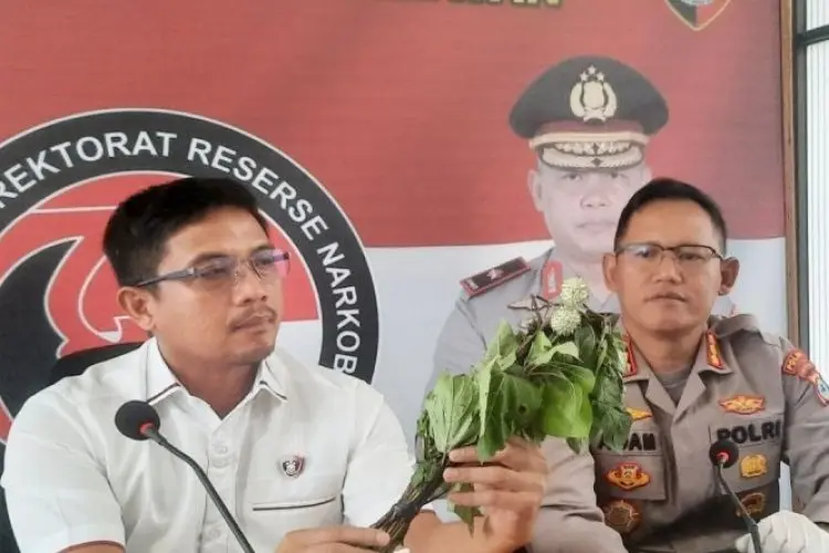 Kecubung Tak Lagi Dipakai Sebagai Obat Tradisional, Dokter: Tanaman Beracun!
