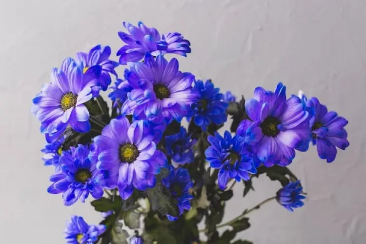 Manfaat Bunga Blue Tansy agar Rambut Berkilau dan Ternutrisi