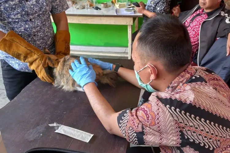 Antisipasi Penyebaran Flu Burung dan Rabies, Dispangtan Kota Cimahi Siapkan 1.600 Dosis Vaksin Gratis