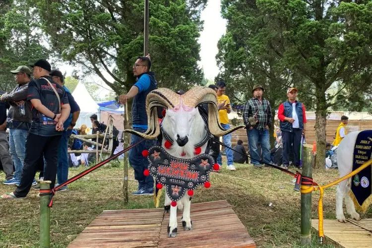 Berpenampilan Gagah, Senopati jadi Raja Pejantan pada Kontes Ternak di Lembang