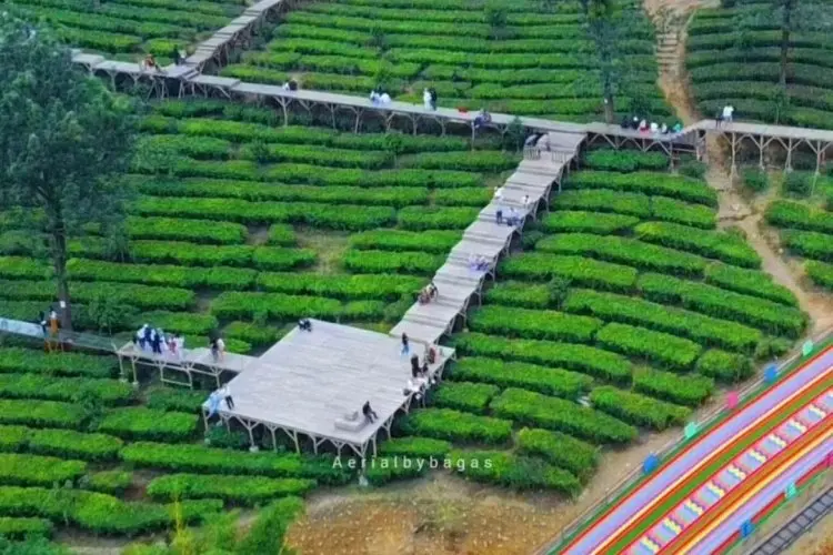 Gunung Mas Puncak: ‘Surga’ Tersembunyi Bagi Pencinta Alam dan Petualang, Nikmati Keindahan Kebun Teh dan Ragam Aktivitas Seru