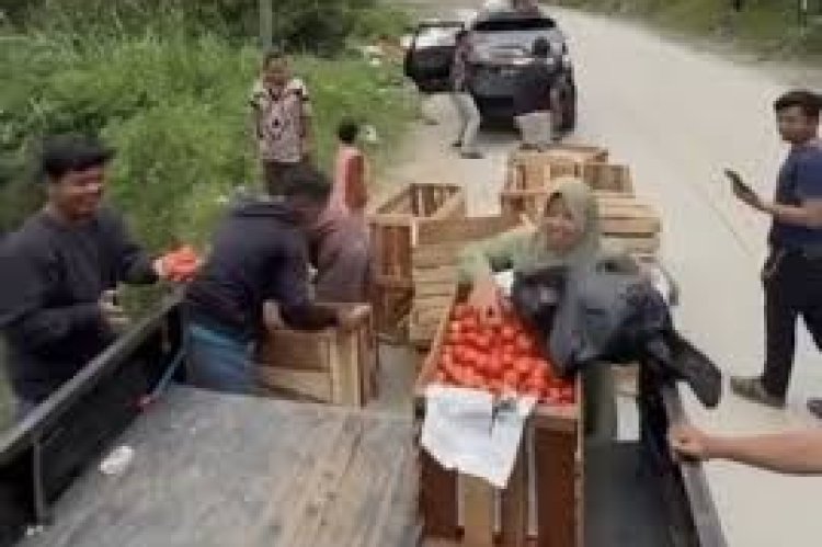 Viral Petani di Solok Buang Tomat ke Jurang Gegara Harga Jual Anjlok