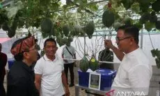 Petani di Kuningan Kembangkan Buah Melon dengan Cara Modern