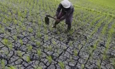 Bey Machmudin Bilang 40 Ribu Hektare Lahan di Jabar Telah Diansuransikan