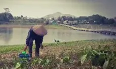 Imbas Kemarau, Warga di Cangkorah Batujajar Manfaatkan Tepian Waduk Saguling yang Surut untuk Bercocok Tanam