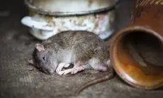 Coba Trik Ampuh Ini! Rahasia Mengusir Tikus dengan 1 Bahan Dapur yang Ada di Setiap Rumah, Dijamin Ampuh Tanpa Perangkap Berbahaya!