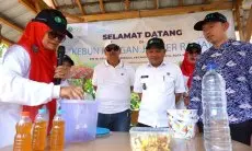 FOTO: SEI Dukung Program Ketahanan Pangan dengan Kelola Kebun Pangan