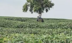'Surga' Tersembunyi di Bogor: Nikmati Keindahan Alam Kebun Teh Cirangsad di Cigudeg, Bogor untuk Liburan Akhir Pekan yang Memorable