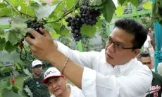 Bupati Bandung Panen Perdana Buah Anggur di HUT ke-79 Kemerdekaan RI