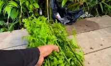 Trik Simpan Sayur Pakis Tetap Segar Hijau Alami, Tanpa Kulkas Pun Awet!