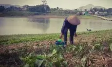 DAS Waduk Saguling Menyusut, Petani Batujajar Manfaatkan untuk Tanam Palawija saat Kemarau