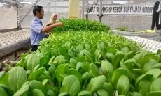Berawal dari Hobi, Petani Hidroponik Asal Cimahi Sukses jadi Pengusaha Sayuran