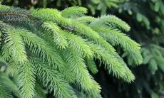 Tak Hanya Estetik, Daun Pinus Bisa Dijadikan Teh yang Bermanfaat untuk Kesehatan