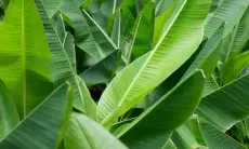 6 Manfaat Daun Pisang yang Berguna untuk Kekebalan Tubuh hingga Kecantikan Kulit