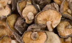 8 Manfaat Jamur Shiitake, Superfood yang Baik untuk Kesehatan Tubuh