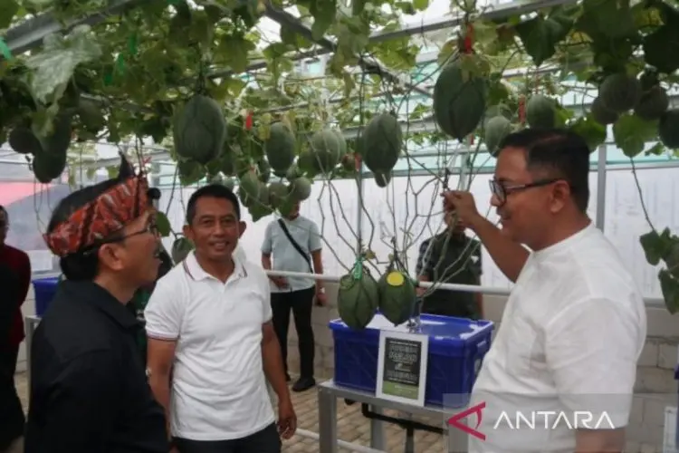 Petani di Kuningan Kembangkan Buah Melon dengan Cara Modern