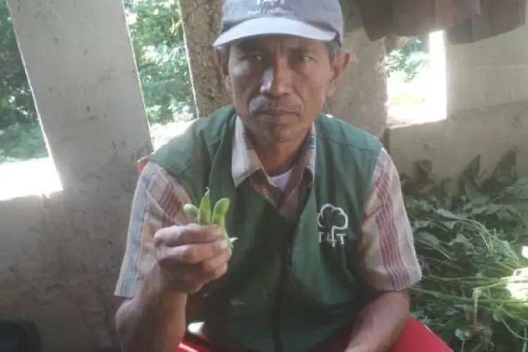 Hadapi Ancaman Kemarau, Petani di Cihampelas KBB Beralih Tanam Kacang Edamame