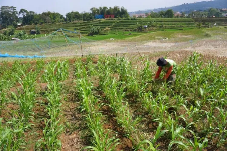 FOTO: Pusat Pengembangan Sorgum di Indonesia