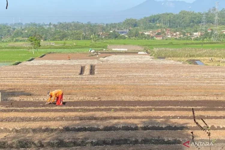 Pemkab Garut Siapkan Asuransi Jiwa Seribu Petani