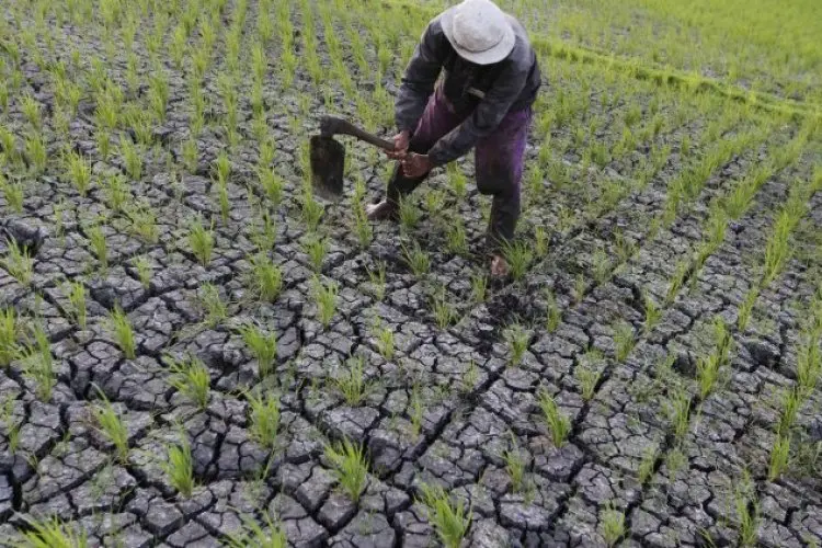 Bey Machmudin Bilang 40 Ribu Hektare Lahan di Jabar Telah Diansuransikan