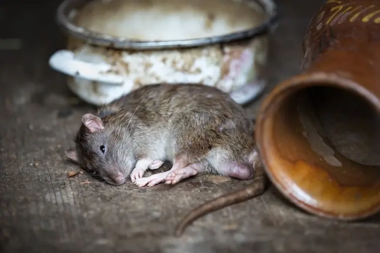 Coba Trik Ampuh Ini! Rahasia Mengusir Tikus dengan 1 Bahan Dapur yang Ada di Setiap Rumah, Dijamin Ampuh Tanpa Perangkap Berbahaya!