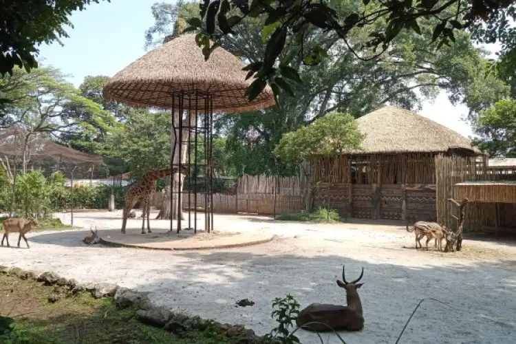 Sambut HUT ke-79 RI, Kebun Binatang Bandung Beri Tiket Gratis
