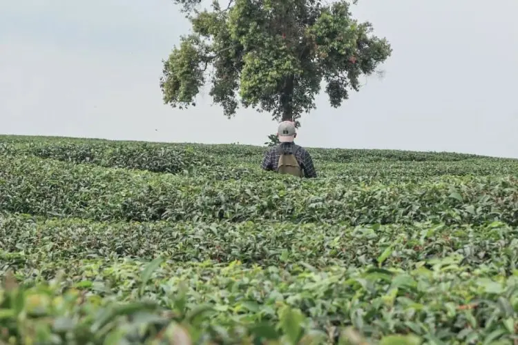 'Surga' Tersembunyi di Bogor: Nikmati Keindahan Alam Kebun Teh Cirangsad di Cigudeg, Bogor untuk Liburan Akhir Pekan yang Memorable