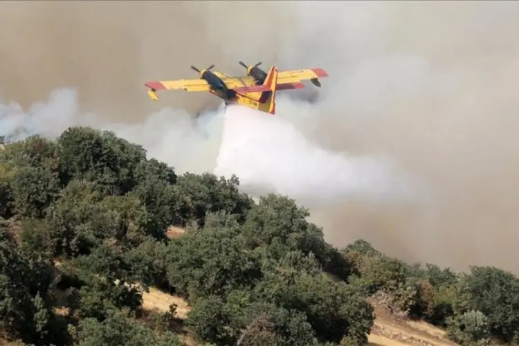 Miris... Jutaan Hektare Hutan Terbakar di Seluruh Dunia