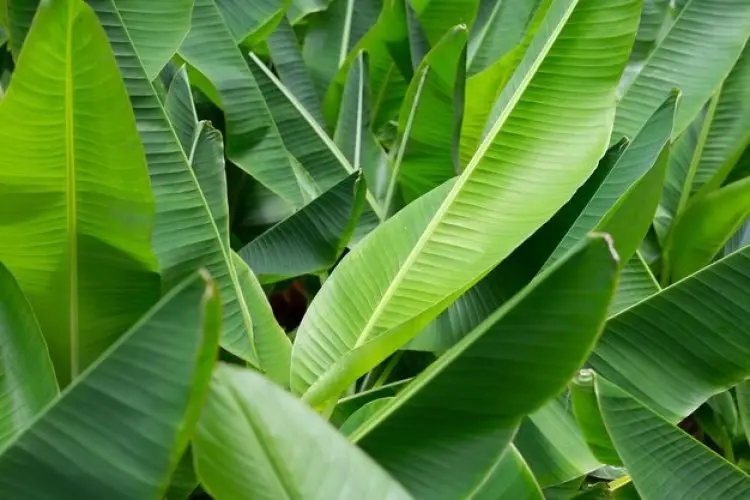 6 Manfaat Daun Pisang yang Berguna untuk Kekebalan Tubuh hingga Kecantikan Kulit