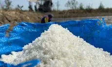 Dicekik Tengkulak,  Petambak Garam Cirebon Terpuruk Ditengah Panen Raya