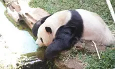 Jalani Inseminasi Buatan, Pasangan Giant Panda TSI Cisarua Bogor Ini Diharapkan Segera Memiliki Momongan