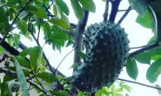 5 Lembar Daun Sirsak: Rahasia Alami Atasi Sakit Pinggang Menyiksa dan Turunkan Kolesterol Jahat, Segar Bugar Sepanjang Hari!