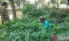 Ruang Terbuka Hijau Karawang Hasilkan Ribuan Bibit Tanaman Baru