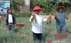 Pemkab Cianjur Beri Pendampingan dan Modal Petani Bawang Merah