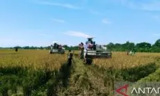 Produksi Padi di Karawang Baru Mencapai 715.923 Ton