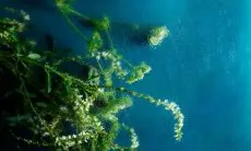 Manfaat Rumput Laut: Superfood yang Kaya Nutrisi untuk Kesehatan