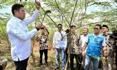 Terus Kembangkan Bahan Co-Firing Biomassa, PLN Bersama Kementan Luncurkan Model Pertanian Terpadu