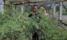 Pengembangan Biomassa PLN di Tasikmalaya: Dikelola Masyarakat, Didukung Pemerintah