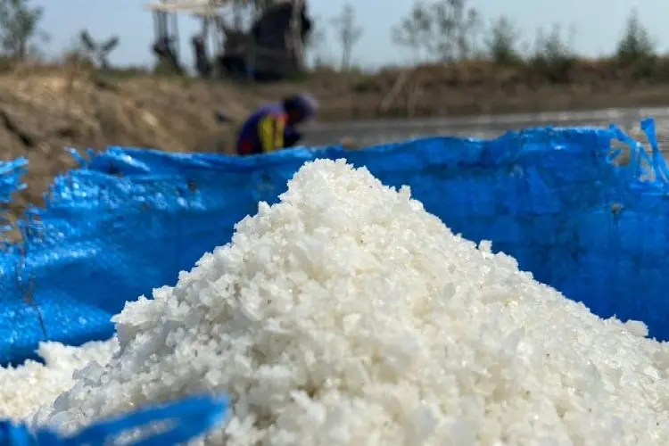 El Nino Bawa Berkah, Produksi Garam Cirebon Melonjak Hampir 600 Ton