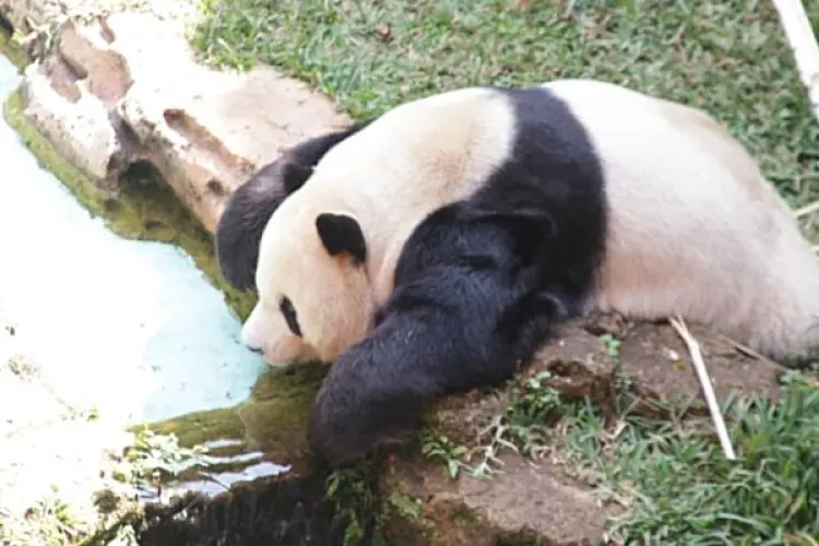 Jalani Inseminasi Buatan, Pasangan Giant Panda TSI Cisarua Bogor Ini Diharapkan Segera Memiliki Momongan