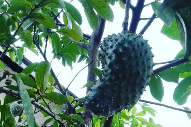 Kolesterol dan Asam Urat Mengintai? Jangan Panik! Rahasia Alami dr. Zaidul Akbar: Cukup dengan Daun Sirsak, Tubuh Sehat Bugar