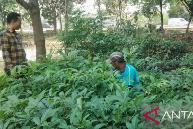 Ruang Terbuka Hijau Karawang Hasilkan Ribuan Bibit Tanaman Baru