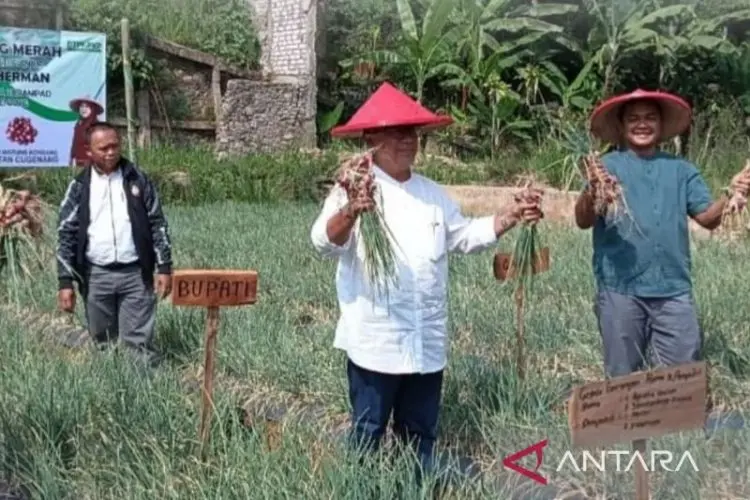 Pemkab Cianjur Beri Pendampingan dan Modal Petani Bawang Merah